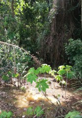 II CAMINHADA REPRESA VARGEM DAS FLORES - CONTAGEM MG