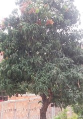 II CAMPO BAIRRO NOVA CONTAGEM
