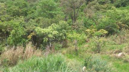 II CAMPO BAIRRO NOVA CONTAGEM